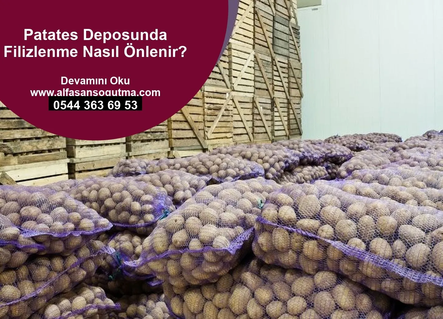 Patates Deposunda Filizlenme Nasıl Önlenir?